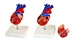 Human anatomical heart model